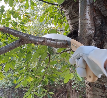 Preview: Baumsäge / Grünholzsäge 330 mm – Perfekt für Garten & Obstbau